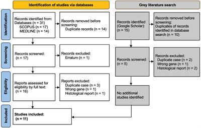 Frontiers | the emergence of fanconi anaemia type s: a phenotypic